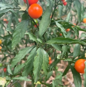 Solanum pseudocapsicum at Franklin, ACT - 29 Feb 2024