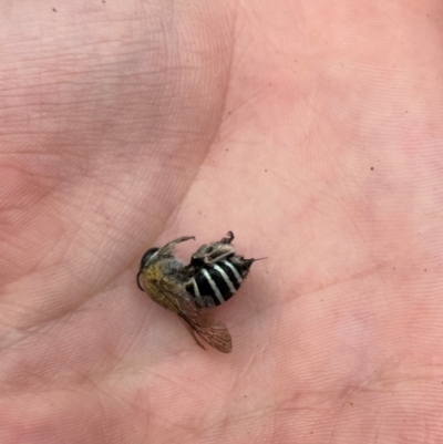 Amegilla (Zonamegilla) asserta (Blue Banded Bee) at QPRC LGA - 29 Feb 2024 by Mavis