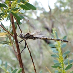 Hemicordulia tau at Aranda Bushland - 27 Feb 2024