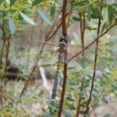 Hemicordulia tau at Aranda Bushland - 27 Feb 2024 08:56 AM