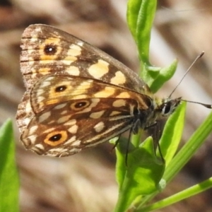 Oreixenica orichora at Namadgi National Park - 28 Feb 2024