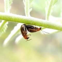 Galerucini sp. (tribe) at Aranda Bushland - 26 Feb 2024 by CathB