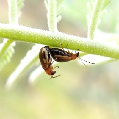 Galerucini sp. (tribe) (A galerucine leaf beetle) at Aranda Bushland - 27 Feb 2024 by CathB