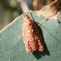 Syringoseca rhodoxantha (A concealer moth) at Mount Painter - 28 Feb 2024 by CathB