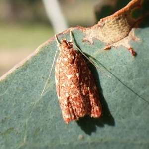 Syringoseca rhodoxantha at Mount Painter - 28 Feb 2024