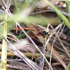 Trichomma sp. (genus) (Ichneumonid wasp) at Mount Painter - 28 Feb 2024 by CathB