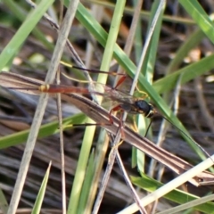 Trichomma sp. (genus) at Mount Painter - 28 Feb 2024