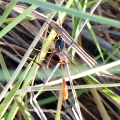 Trichomma sp. (genus) at Mount Painter - 28 Feb 2024