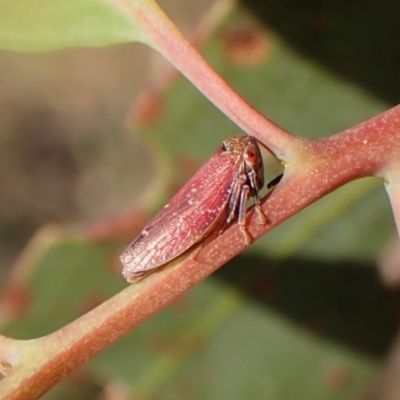 Katipo rubrivenosa at Mount Painter - 27 Feb 2024 by CathB