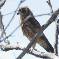 Ninox boobook (Southern Boobook) at Cotter River, ACT - 28 Feb 2024 by JohnBundock