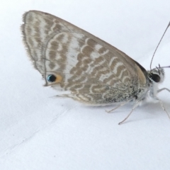 Lampides boeticus (Long-tailed Pea-blue) at Emu Creek - 29 Feb 2024 by JohnGiacon