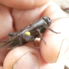 Teleogryllus commodus (Black Field Cricket) at Emu Creek Belconnen (ECB) - 29 Feb 2024 by JohnGiacon