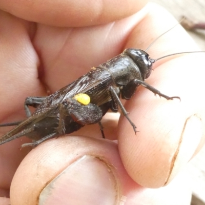 Teleogryllus commodus (Black Field Cricket) at Emu Creek Belconnen (ECB) - 29 Feb 2024 by JohnGiacon