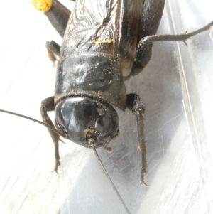 Teleogryllus commodus at Emu Creek Belconnen (ECB) - 29 Feb 2024