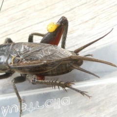 Teleogryllus commodus at Emu Creek Belconnen (ECB) - 29 Feb 2024