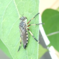 Asilidae (family) (Unidentified Robber fly) at Emu Creek Belconnen (ECB) - 28 Feb 2024 by JohnGiacon