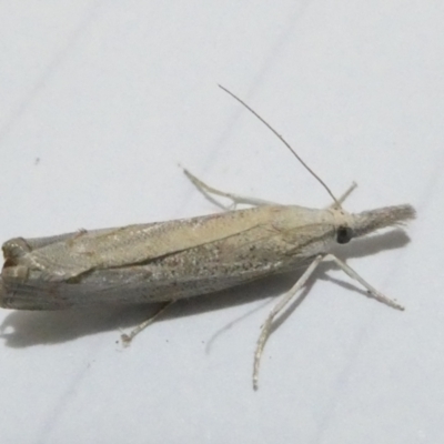 Culladia cuneiferellus (Crambinae moth) at Emu Creek - 25 Feb 2024 by JohnGiacon