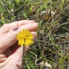 Dasytinae (subfamily) (Soft-winged flower beetle) at Lawson Grasslands (LWG) - 13 Feb 2024 by maura