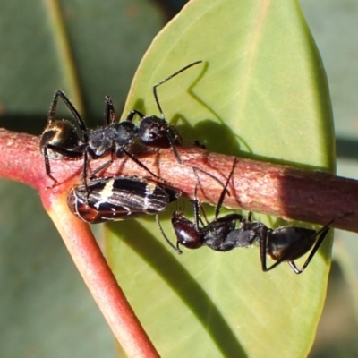 Camponotus suffusus (Golden-tailed sugar ant) at Cook, ACT - 27 Feb 2024 by CathB