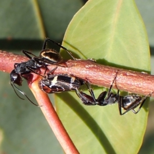 Camponotus suffusus at Mount Painter - 28 Feb 2024 09:50 AM