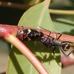 Eurymeloides punctata (Gumtree hopper) at Cook, ACT - 27 Feb 2024 by CathB