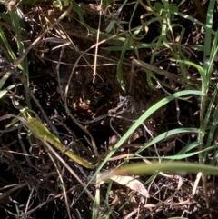 Polistes (Polistes) chinensis (Asian paper wasp) at Emu Creek - 25 Feb 2024 by JohnGiacon