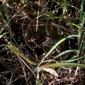 Polistes (Polistes) chinensis at Flea Bog Flat to Emu Creek Corridor - 25 Feb 2024 02:01 PM