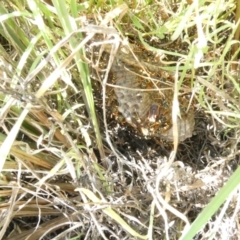 Polistes (Polistes) chinensis at Flea Bog Flat to Emu Creek Corridor - 25 Feb 2024 02:01 PM