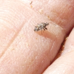 Lygaeidae (family) (Seed bug) at Emu Creek - 25 Feb 2024 by JohnGiacon