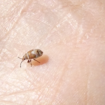 Hemiptera (order) (Unidentified True Bug) at Emu Creek - 25 Feb 2024 by JohnGiacon