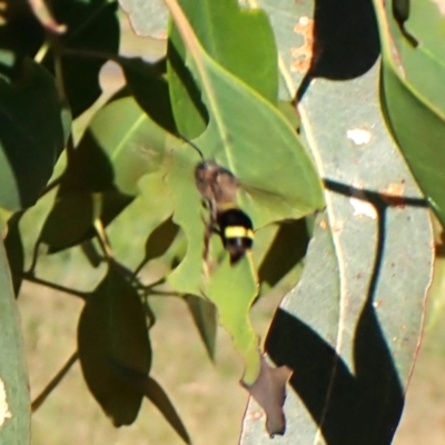 Apocrita (suborder) (Unidentified wasp) at Mount Painter - 28 Feb 2024 by CathB