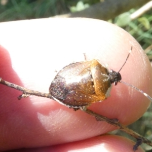 Monteithiella humeralis at Emu Creek Belconnen (ECB) - 25 Feb 2024