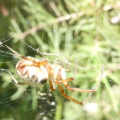 Phonognatha graeffei (Leaf Curling Spider) at Flea Bog Flat to Emu Creek Corridor - 25 Feb 2024 by JohnGiacon