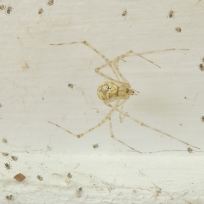 Cryptachaea gigantipes (White porch spider) at Flea Bog Flat to Emu Creek Corridor - 25 Feb 2024 by JohnGiacon