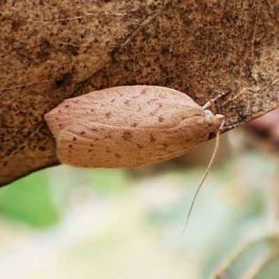 Garrha repandula (a Concealer Moth) at Mount Painter - 28 Feb 2024 by CathB