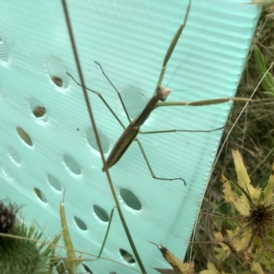 Pseudomantis albofimbriata at Cooma, NSW - 29 Feb 2024 by mahargiani