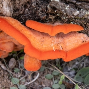 Aurantiporus pulcherrimus at Namadgi National Park - 28 Feb 2024