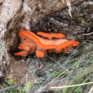 Aurantiporus pulcherrimus at Namadgi National Park - 28 Feb 2024 02:27 PM