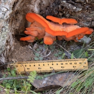 Aurantiporus pulcherrimus at Namadgi National Park - 28 Feb 2024 02:27 PM