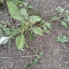 Amaranthus retroflexus (Redroot Amaranth) at Cooma North Ridge Reserve - 29 Feb 2024 by mahargiani