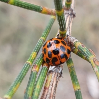 Harmonia conformis (Common Spotted Ladybird) at Rugosa - 29 Feb 2024 by SenexRugosus