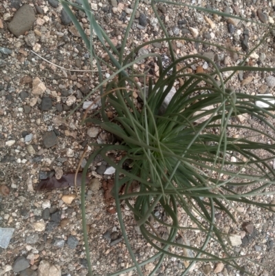 Asphodelus fistulosus (Onion Weed) at Cooma North Ridge Reserve - 29 Feb 2024 by mahargiani