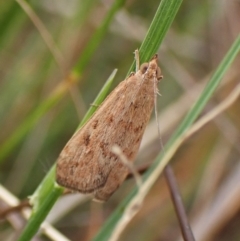 Achyra affinitalis (Cotton Web Spinner) at Cook, ACT - 28 Feb 2024 by CathB