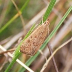 Achyra affinitalis at Mount Painter - 29 Feb 2024 10:39 AM