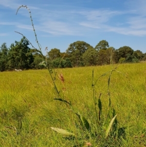 Rumex brownii at Rugosa - 28 Feb 2024