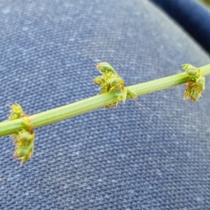 Rumex brownii at Rugosa - 28 Feb 2024 11:27 AM