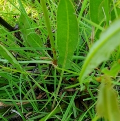 Rumex brownii at Rugosa - 28 Feb 2024