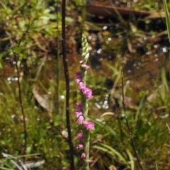 Spiranthes australis (Austral Ladies Tresses) at Namadgi National Park - 28 Feb 2024 by JohnBundock