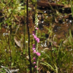 Spiranthes australis at Namadgi National Park - 28 Feb 2024