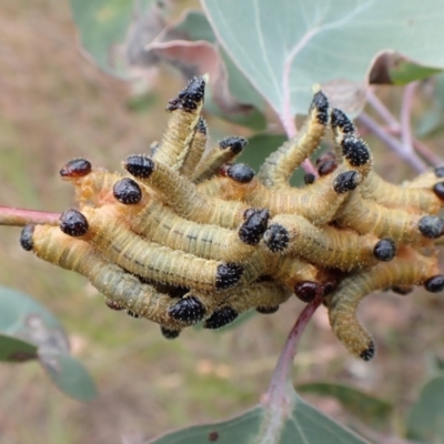 Pseudoperga sp. (genus) (Sawfly, Spitfire) at Mount Painter - 28 Feb 2024 by CathB